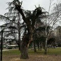 Orezane vrbe iz Svetosavskog parka, Nišlije strahuju da su rezovi preduboki
