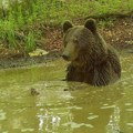 Spas od vrućina: Medved se “banja” u Parku prirode Piva