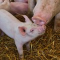 Na celoj teritoriji Čačka proglašena epidemija afričke kuge svinja
