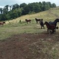 Divlji konji u okolini Kraljeva! Farmer: Dovedeni su pre više od pola veka, često ih obilazimo! Evo koliko ih trenutno ima