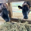 Skupe i lepe Prve vagi krave stigle u okolinu Čačka evo koliko košta njihovo meso