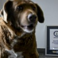Titula najstarijeg psa na svetu dovedena u pitanje, Ginisova knjiga rekorda pokrenula istragu