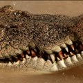 Gledao kako mu krokodil ubija brata: Tragedija u Australija: Telo isplivalo posle nekoliko dana