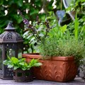 Posadite je odmah u bašti ili na terasi: Začinska biljka koja leči i osvežava