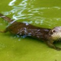 Novi stanovnici Zoo-vrta - azijska patuljasta vidra i kapibara