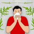 Зашто су експлодирале вредности полена амброзије у Београду