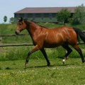 (Uznemirujuće) muškarac tražio kobilu za snimanje filma za odrasle! "Platićemo koliko želite, znate li šta je animal?" Nudio…
