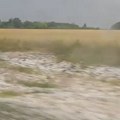 Krupan grad uništio useve na severu Bačke: Tužni prizori nakon jakog nevremena u Vojvodini, ova mesta najteže pogođena (foto)…