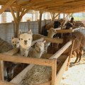Neobična farma životinja u selu Supska kod Ćuprije