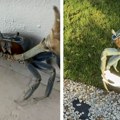 Neverovatan snimak: Rak naoružan sečivom pokušao da napadne čoveka i njegovog psa: "Ovo je pravi gangster"