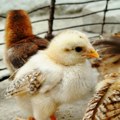 Danska razmatra zabranu uzgajanja brzorastućih turbo pilića
