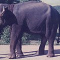 Svetski dan slonova: „Moja specijalna veza sa krdom sa kojim sam odrastao“