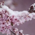 Рано пролеће па мраз: Воћари у Србији се уздају у срећу