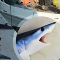 Пецароши извадили неман из Јадрана: Уловљена ајкула од три метра и 200 килограма код Будве