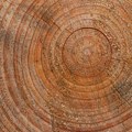 Rekorder licitacije: U Hrvatskoj je prodato drvo dugačko 11,5 metara i staro preko 160 godina, a njegova cena je nenormalno…