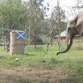 Kladioničari, slušajte slonicu Bubi: Evo kako je predvidela ishod meča Nemačka - Škotska