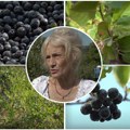 Marina sve uložila u čudotvornu biljku, pa napravila dobar biznis: Krenula sa pola hektara, sad ima plantaže
