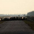Forbs Srbija: Zbog korupcije od 2009. zaplenjeno 40.300 kvadrata, 26 ovaca i jedna koza
