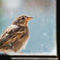 Ptice vam stalno sleću na prozor ili balkon? Ovo nije slučajno i nosi važnu poruku