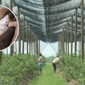 Novi biznis cveta u Srbiji: Uzimaju do 1.500 dinara po radniku, a ni ne uđu u voćnjak
