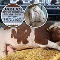 Jablan od skoro dve tone miran kao jagnje: Po ceo dan voli da jede, spava i šetka! Ovaj bik i ovan Matador dve su najveće…