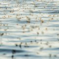 Kad Tisa procveta – svadbeni ples insekata koji tri godine čekaju da uginu u jednom danu