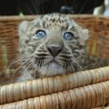 U Zagrebu na svet došli mladunci retkog kineskog leoparda - prvi u Evropi ove godine