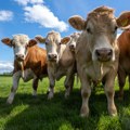 Godinama su krave bile "glavni i dežurni klimatski krivac" - da li će ih sada zameniti AI?