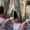 Užas u Novom Pazaru: Rijeka Raška ponovo preplavljena životinjskom krvlju