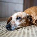 Marijin pas nakon njene smrti svakodnevno odlazio u crkvu u nadi da će je još jednom videti: Sedne kod oltara i strpljivo je…