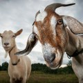 Grčka uvodi restrikcije uzgoja koza i ovaca zbog širenja opasnog PPR virusa! Evo šta znamo za sada