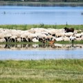 U Srbiji zbog korupcije od 2009. zaplenjeno 40.300 kvadrata, 26 ovaca i jedna koza