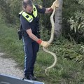 Šok na Dunavu! Žena se sunčala na obali, pa se skamenila zbog prizora: Ugledala anakondu od 2 metra, policija i vatrogasci…