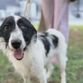 МАЛЕНА ЈЕ НА УЛИЦИ ИЗГУБИЛА ОКО, АЛИ НЕ И ВЕРУ У ЉУДЕ: Помозимо јој да коначно пронађе дом и љубав коју заслужује! Не купуј…