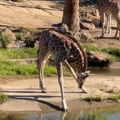 VIDEO: Medena scena - beba žirafa koja još nije naučila kako da pije vodu