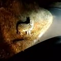 VIDEO: Otkriveno koja to životinja tumara hrvatskim putevima noću