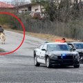 Pokušao da pobegne od policije dok je jahao mazgu Jedva su ga uhvatili (video)