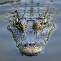 Aboridžini u suzama: Obožavani krokodil od 5 metara postao žrtva krvavog krivolova