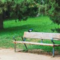 Počelo košenje 2.000 hektara travnjaka u Beogradu