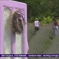 Polje lavande podno Titelskog brega otvoreno za sve ljubitelje prirode