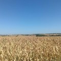 Berba kukuruza sa njiva u Šumadiji još nije počela