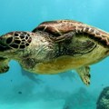 Ženu ujela kornjača: "Bol je bila velika, vrištala sam" - neverovatan slučaj na plaži u Hrvatskoj