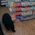 Medved ukrao bombone gumene mede Kamera snimila nesvakidašnji prizor u Kanadi (video)