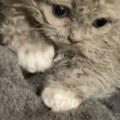 Raspilavićete se kada je vidite Da li je ovo najslađa mačka na svetu? (video)