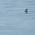 У Будви уловљена ајкула од 200 кила Погледајте звер дугу преко три метра