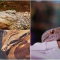 Šta će kad voli životinje u dvorištu privatnog imanja pronađene anakonde, kobre, pitoni i jedan Lucifer