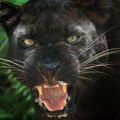 Ponovo viđen crni panter u blizini Srbije: Opasni predator prestravio lovca u šumi, čoveka spasila prisebnost
