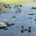 Kanal u Kotežu: Uginulo više od 60 ptica za trinaest dana