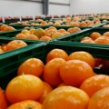 Neretvanske mandarine: Proizvođači ogorčeni na Srbiju