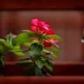 Kako treba negovati balkonsko i sobno cveće preko zime (AUDIO)